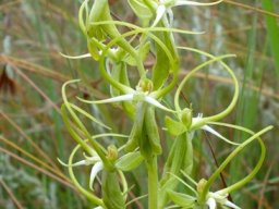 Habenaria cornuta sepal arm domination