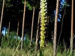 Habenaria dives at the pine forest