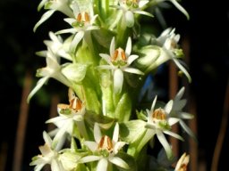 Habenaria dives inflorescence