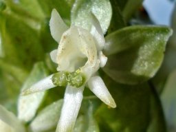 Habenaria dives flower