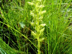 Habenaria dregeana