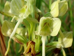Habenaria epipactidea flowers with scoop handles