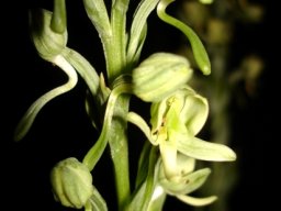 Habenaria epipactidea snaking spurs