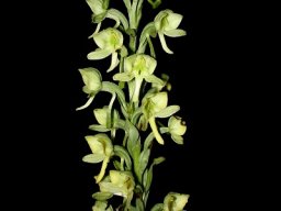 Habenaria epipactidea