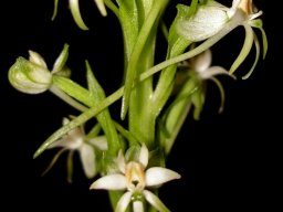 Habenaria falcicornis subsp. caffra long spurs