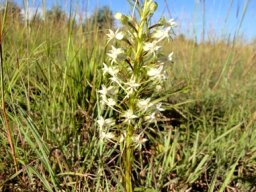 Habenaria falcicornis subsp. caffra