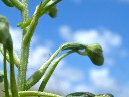 Habenaria galpinii buds
