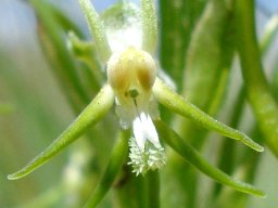 Habenaria galpinii flower full frontal