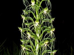 Habenaria kraenzliniana night photo in Gauteng