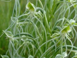 Habenaria kraenzliniana pale threads