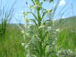 Habenaria kraenzliniana