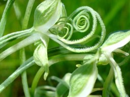 Habenaria kraenzliniana early curls