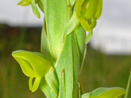 Habenaria laevigata flowers
