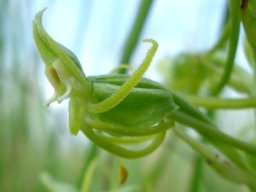 Habenaria mossii flower profile