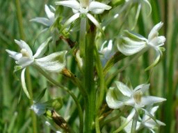 Habenaria nyikana subsp. nyikana floral complexity