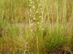 Habenaria nyikana subsp. nyikana