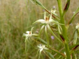 Habenaria nyikana subsp. nyikana flowers being eaten