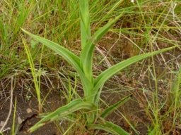 Habenaria nyikana subsp. nyikana leaves