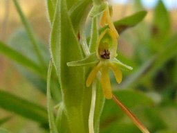 Habenaria pseudociliosa floral spurs