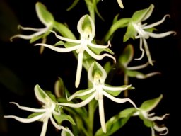 Habenaria transvaalensis
