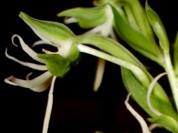 Habenaria transvaalensis flower profile