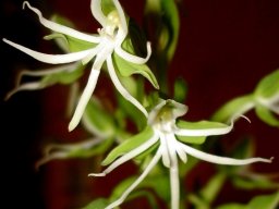 Habenaria transvaalensis flowers