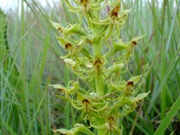 Habenaria tysonii inflorescence