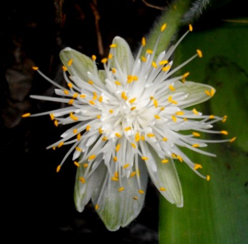 Haemanthus  albiflos flowerhead