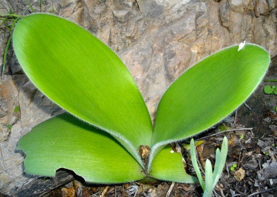 Haemanthus  albiflos