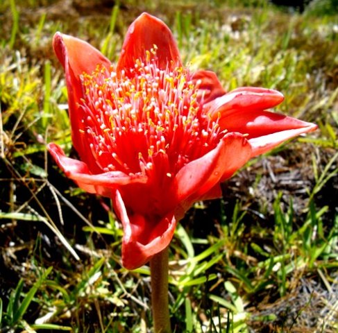 Haemanthus coccineus umbel