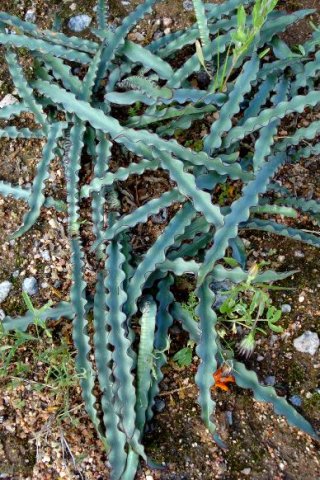 Haemanthus crispus leaves