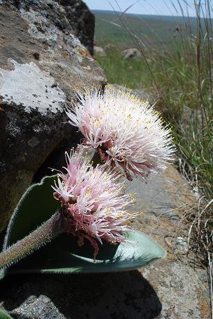 Haemanthus humilis subsp. hirsutus