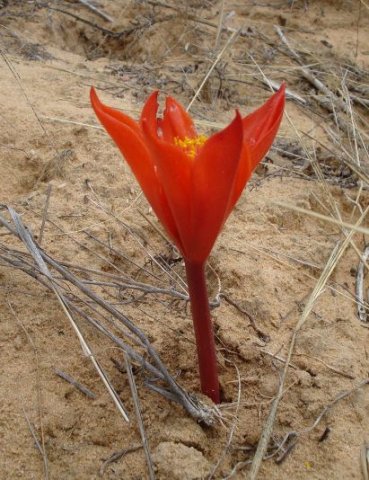 Haemanthus pubescens subsp. pubescens spathe bracts
