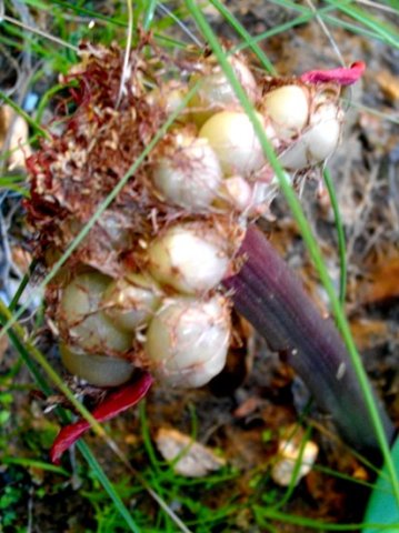 Haemanthus sanguineus fruit