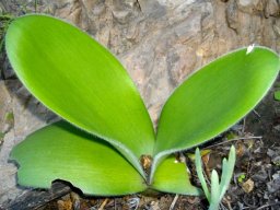 Haemanthus  albiflos