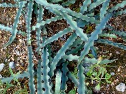 Haemanthus crispus leaves