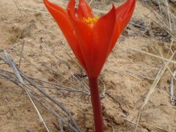 Haemanthus pubescens subsp. pubescens spathe bracts