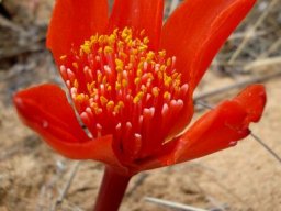 Haemanthus pubescens subsp. pubescens