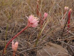Haemanthus pumilio
