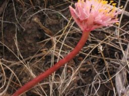 Haemanthus pumilio flowerhead