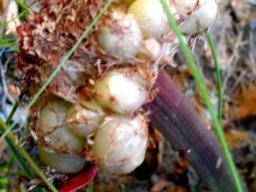 Haemanthus sanguineus fruit