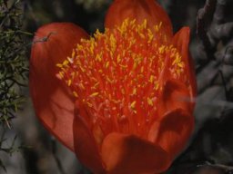 Haemanthus sanguineus flowerhead