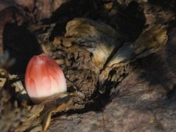 Haemanthus sanguineus emerging bud