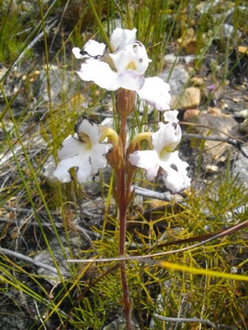 Harveya capensis