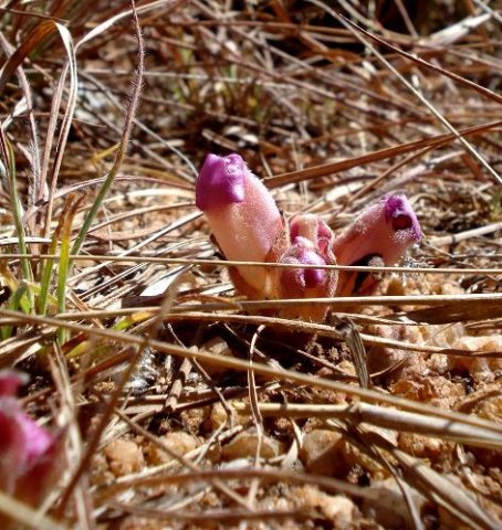 Harveya pumila buds