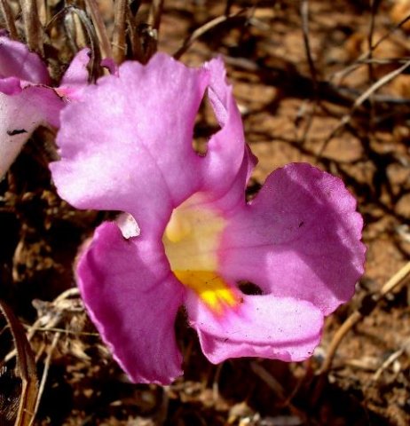 Harveya pumila flower
