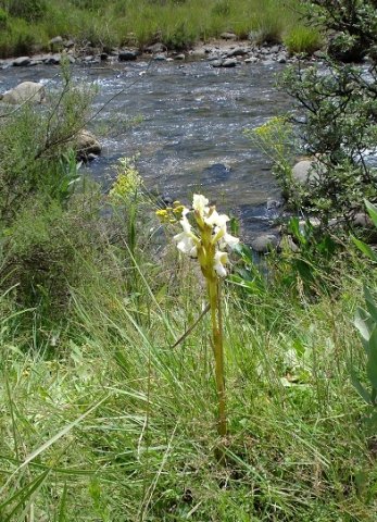 Harveya speciosa