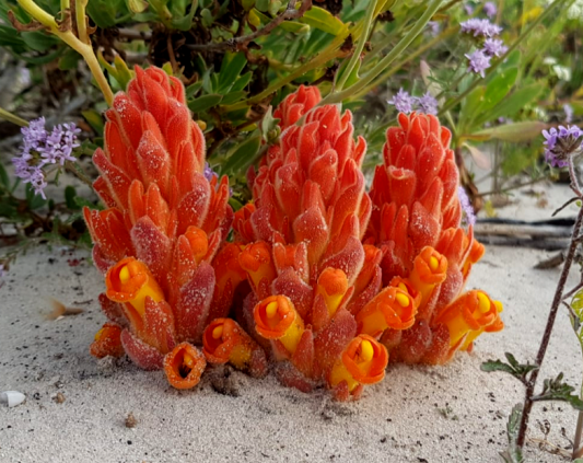Harveya squamosa 