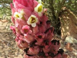 Harveya rosealba