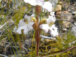 Harveya capensis